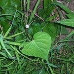 Ipomoea lacunosa Çiçek