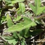 Tridax procumbens Levél