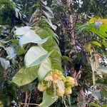 Duabanga grandiflora Blodyn