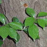 Cinnamomum glanduliferum Hoja