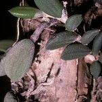 Dendrobium linguiforme Bark