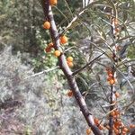 Hippophae rhamnoides Meyve