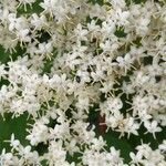 Sambucus nigra Flower