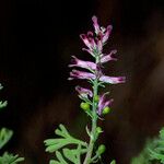 Fumaria officinalis Blomst