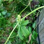 Cyclanthera pedata Feuille