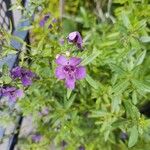 Angelonia biflora Fleur