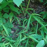 Leersia virginica Habit