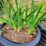 Iris × germanica Hoja
