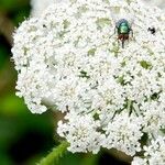 Daucus carota 花