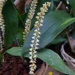 Coelogyne cobbianaFloare