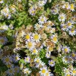 Aster amellusFlower