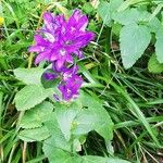 Campanula glomerata Blüte