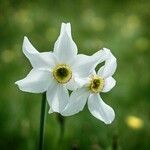 Narcissus poeticus Fula
