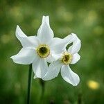 Narcissus poeticus Blüte