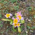 Tulipa kaufmannianaFlower