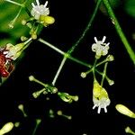 Psychotria marginata Other