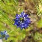 Nigella damascenaЦвят