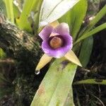 Warczewiczella discolor Flor