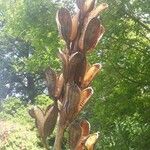 Cardiocrinum giganteum Frucht