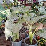 Alocasia macrorrhizos Листок