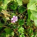 Malva neglectaFleur