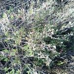 Atriplex portulacoides Blad