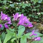 Cardamine pentaphyllos Blomst