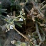Salvia aegyptiaca Lorea