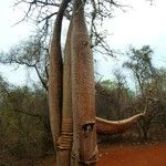 Adansonia grandidieri Bark