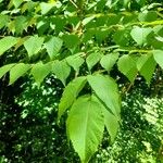 Aralia chinensis Frunză