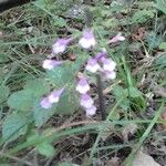 Scutellaria integrifolia 花