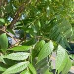 Pistacia chinensis Φύλλο