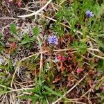 Veronica wormskjoldii Flower