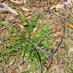 Lactuca graminifolia 葉