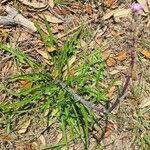 Lactuca graminifolia Листок