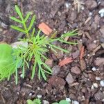 Tagetes filifolia Ліст