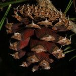 Pinus virginiana Fruit