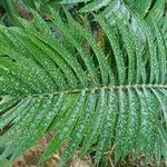 Encephalartos lehmannii ഇല