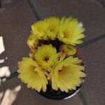 Parodia × erubescens Flower