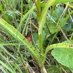 Dactylorhiza maculata Leaf