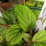 Begonia abdullahpieei Hoja