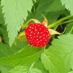 Rubus rosifolius ഫലം