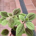 Pilea mollis叶