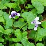 Viola hederacea Blüte