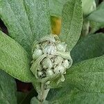 Anaphalis triplinervis Květ