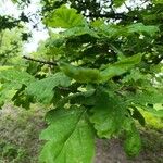 Quercus × rosacea Hoja