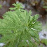 Myriophyllum aquaticum 叶