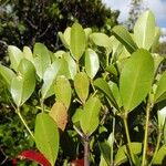 Syzygium arboreum Leaf