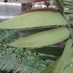 Encephalartos munchii Φύλλο