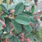 Cotoneaster pannosus Blad